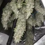 Frostbanger, Gorilla Z. Fastbuds