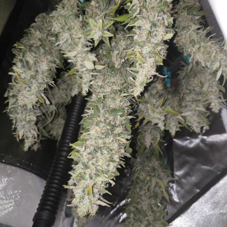 Frostbanger, Gorilla Z. Fastbuds