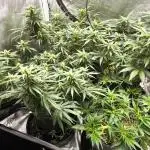 Gorilla Z, Frostbanger Fastbuds
