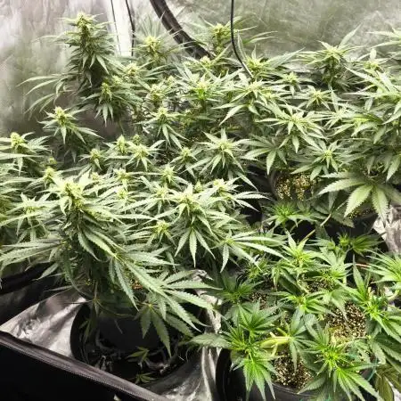 Gorilla Z, Frostbanger Fastbuds