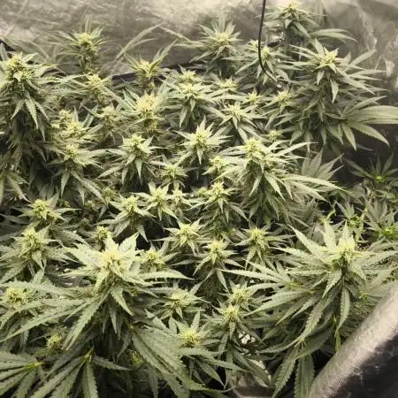 Gorilla Z, Frostbanger Fastbuds