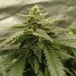 Gorilla Z, Frostbanger Fastbuds