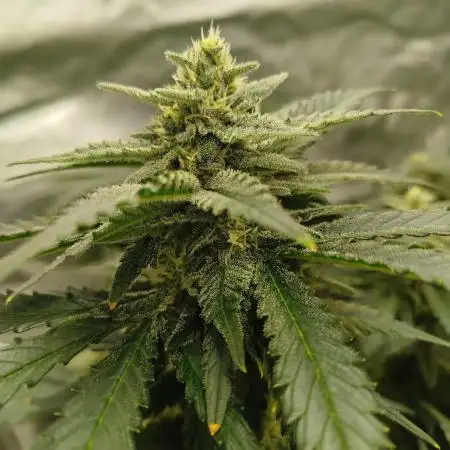 Gorilla Z, Frostbanger Fastbuds
