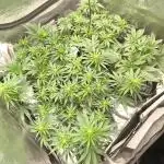 Gorilla Z, Frostbanger Fastbuds