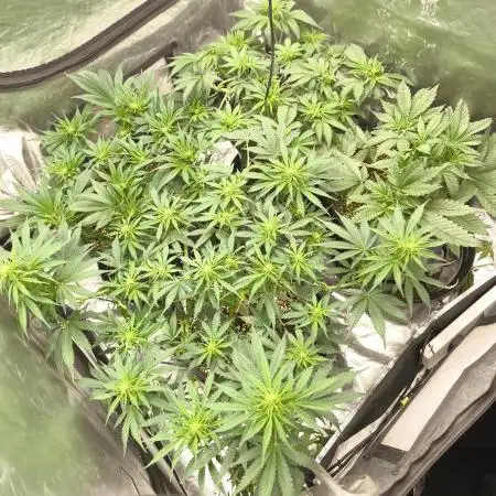 Gorilla Z, Frostbanger Fastbuds