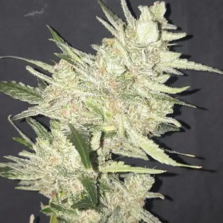 Gorilla Z, Frostbanger Fastbuds