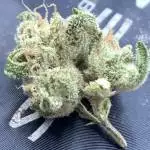 Outdoor organic - 4 plant legal grow