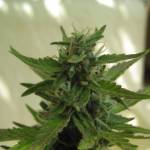Sticky Beast-Outdoor Grow