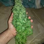 Sweet Seeds: BloodySkunk and BlackCream
