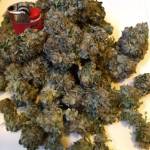 Sweet Seeds: Gorilla Girl