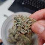 Amnesia Auto