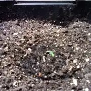 Northern lights auto