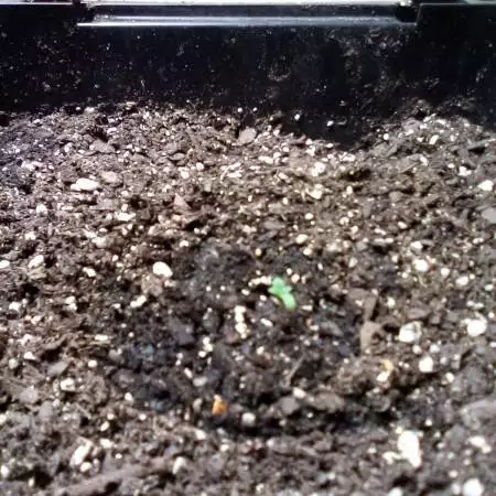 Northern lights auto