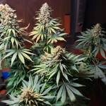 GG4 Photoperiod grow