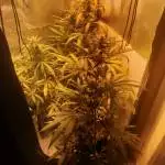 First time - Black jack auto 