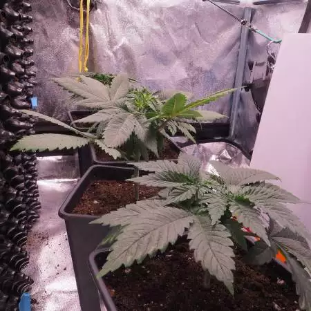 S.A.D. S1 Sweet Seed - OldSchool Organic