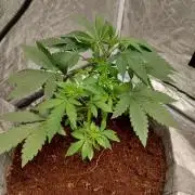 Skunk XL and Biscotti Coco