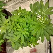 Skunk XL and Biscotti Coco