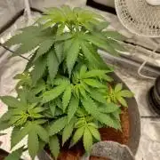 Skunk XL and Biscotti Coco