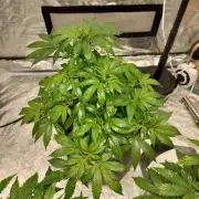 Skunk XL and Biscotti Coco