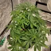 Skunk XL and Biscotti Coco