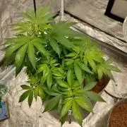 Skunk XL and Biscotti Coco