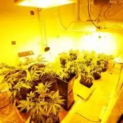 Ak47/Blueberry Twist