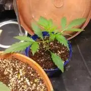 Nirvana Sky "super-auto" 