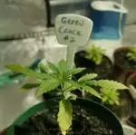Green Crack First Grow! 