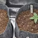 NL x Big Bud auto Early