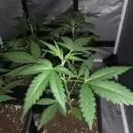 Super lemon haze auto