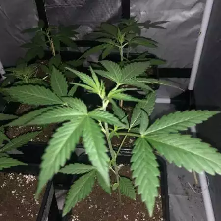 Super lemon haze auto