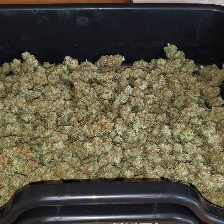 Space Mango Auto Kc Brains