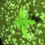 First fast buds grow 
