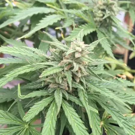 LSD Auto 1st time