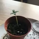 Paradise seeds Vertigo