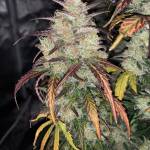 Organic Blue Dream'Matic