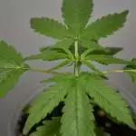 Eskimo_ Northen Lights_RQS