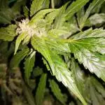 Stardawg 1st timer