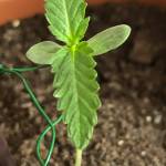 FIRST GROW 4 AUTO STRAINS RQS