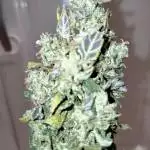 Bagseed carry on #2!!!
