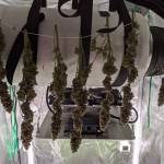 White Widow Fem - Seedsman (Grow 1)