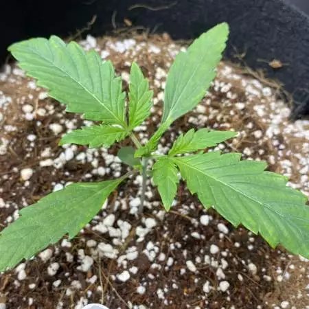 First Grow