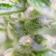 GMO Cookies - photoperiodic first time
