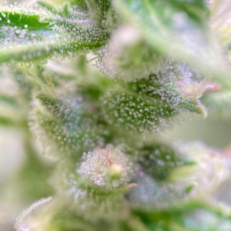 GMO Cookies - photoperiodic first time