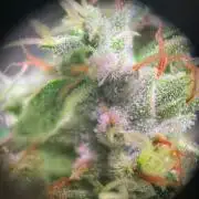 GMO Cookies - photoperiodic first time