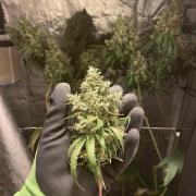 GMO Cookies - photoperiodic first time