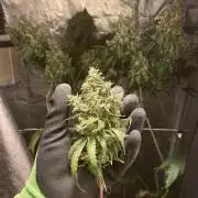 GMO Cookies - photoperiodic first time