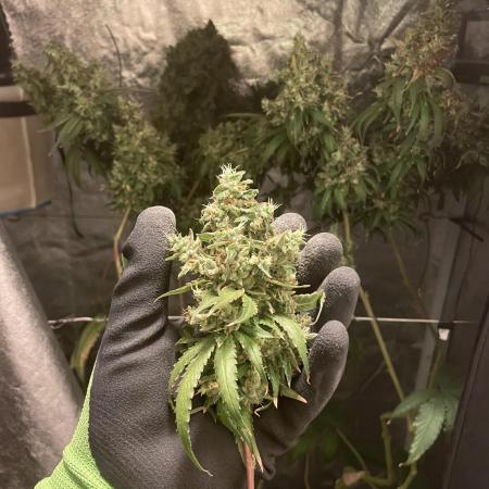 GMO Cookies - photoperiodic first time
