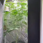 GMO Cookies - photoperiodic first time